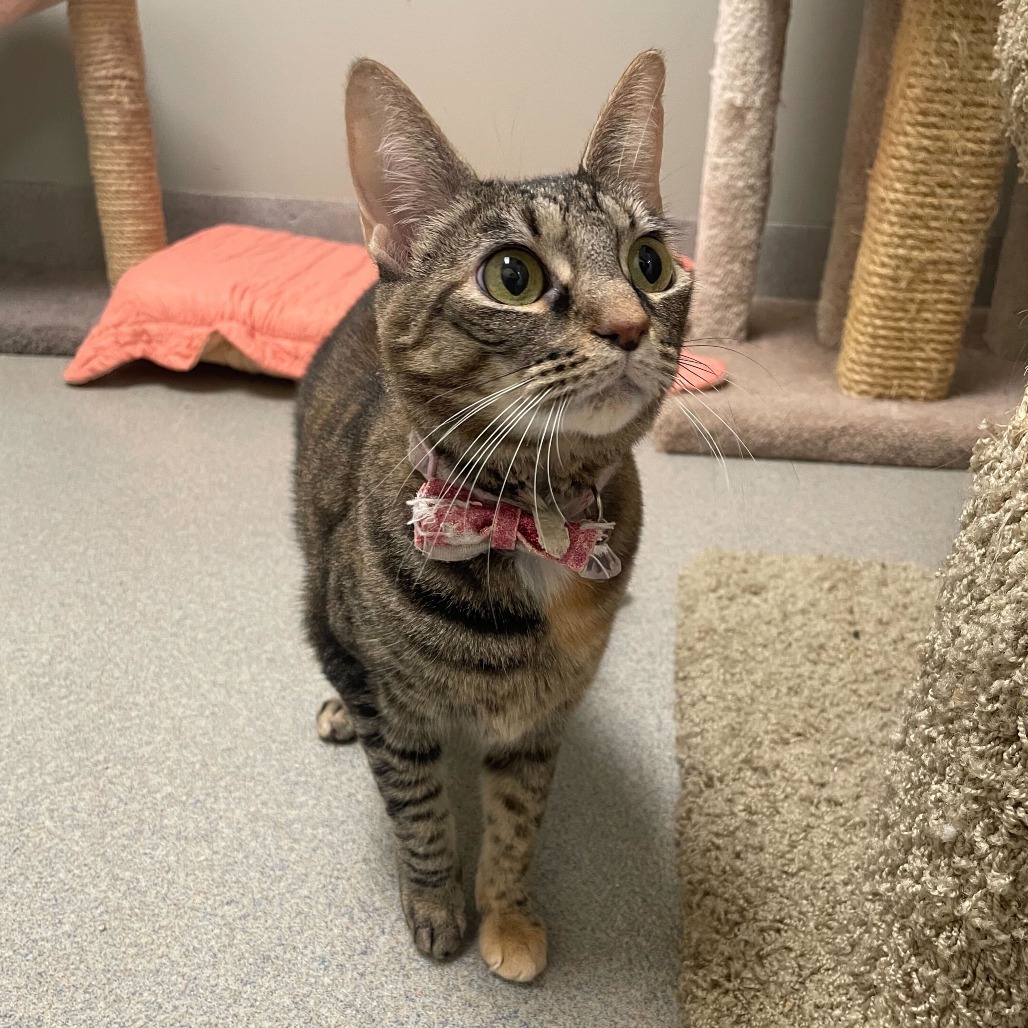 Justice (bonded with Blue)