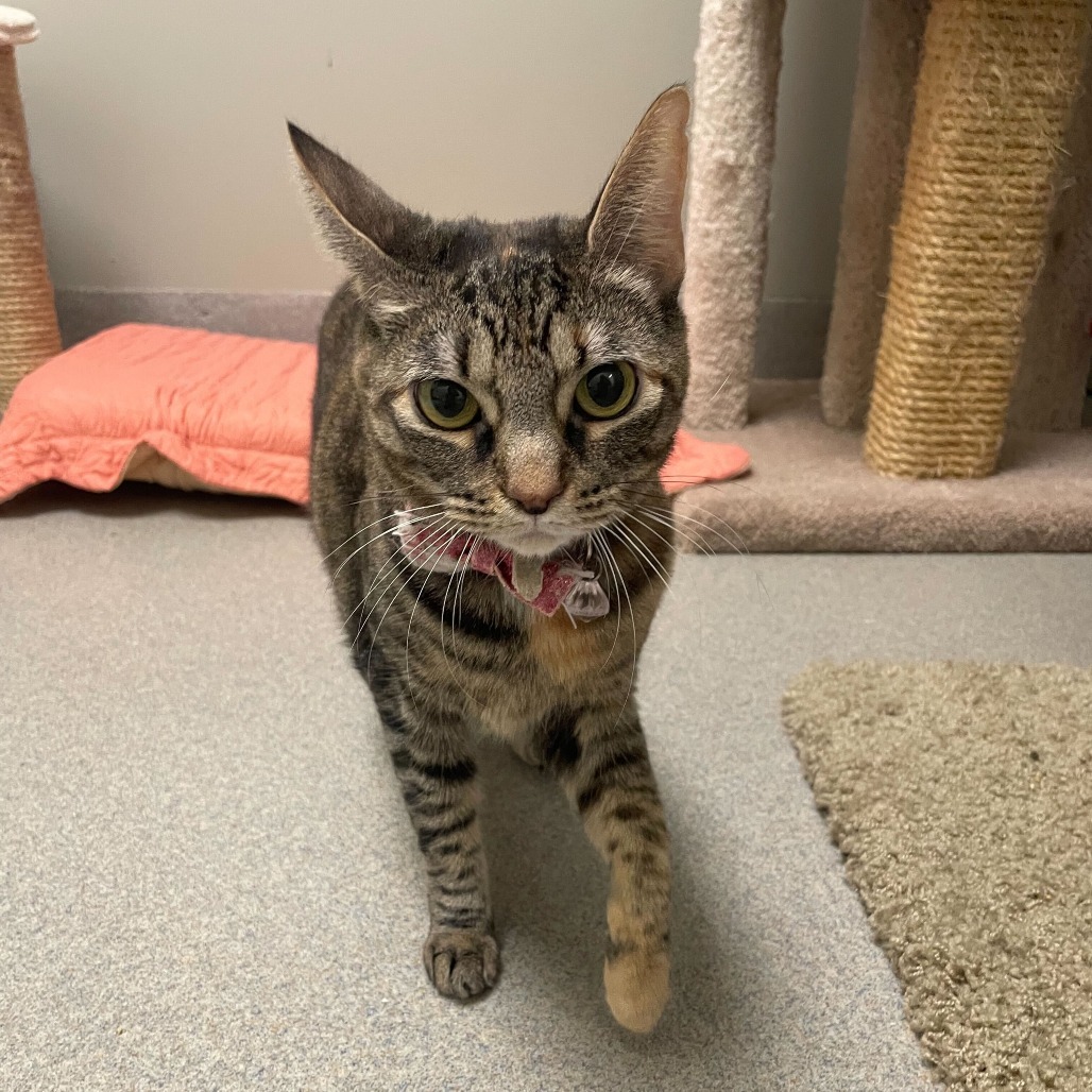 Justice (bonded with Blue)