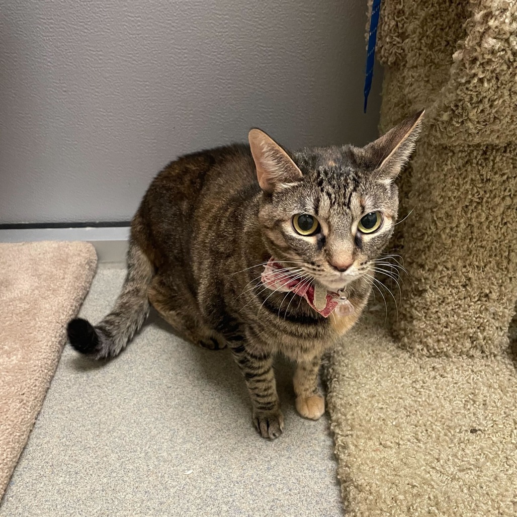 Justice (bonded with Blue)