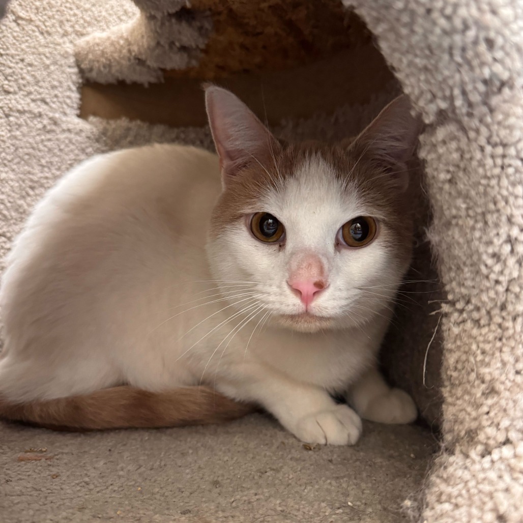 Blue (bonded with Justice)