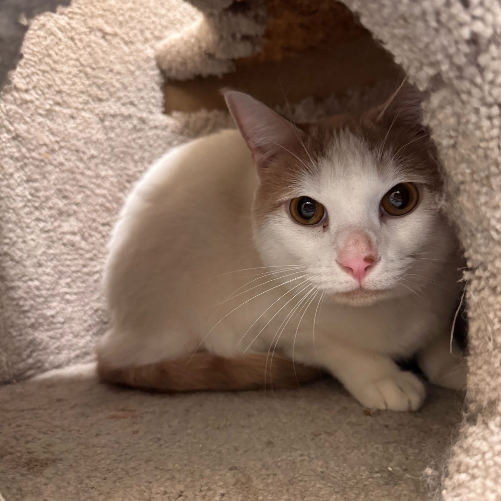 Blue (bonded with Justice)