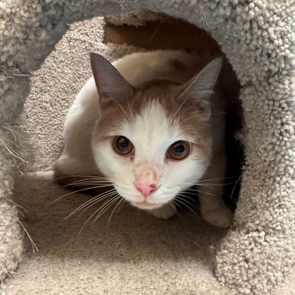 Blue (bonded with Justice)