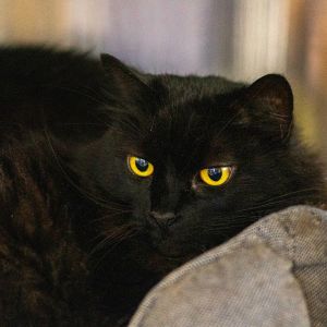 Nefertiti (Bonded with Cleopatra), Adult Female Domestic Long Hair