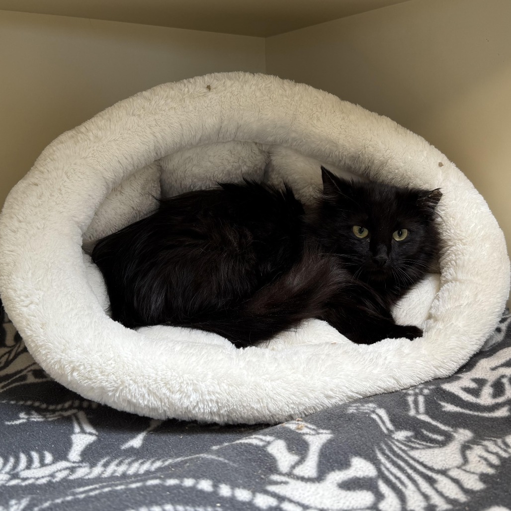 Obsidian, an adoptable American Shorthair in Cody, WY, 82414 | Photo Image 1