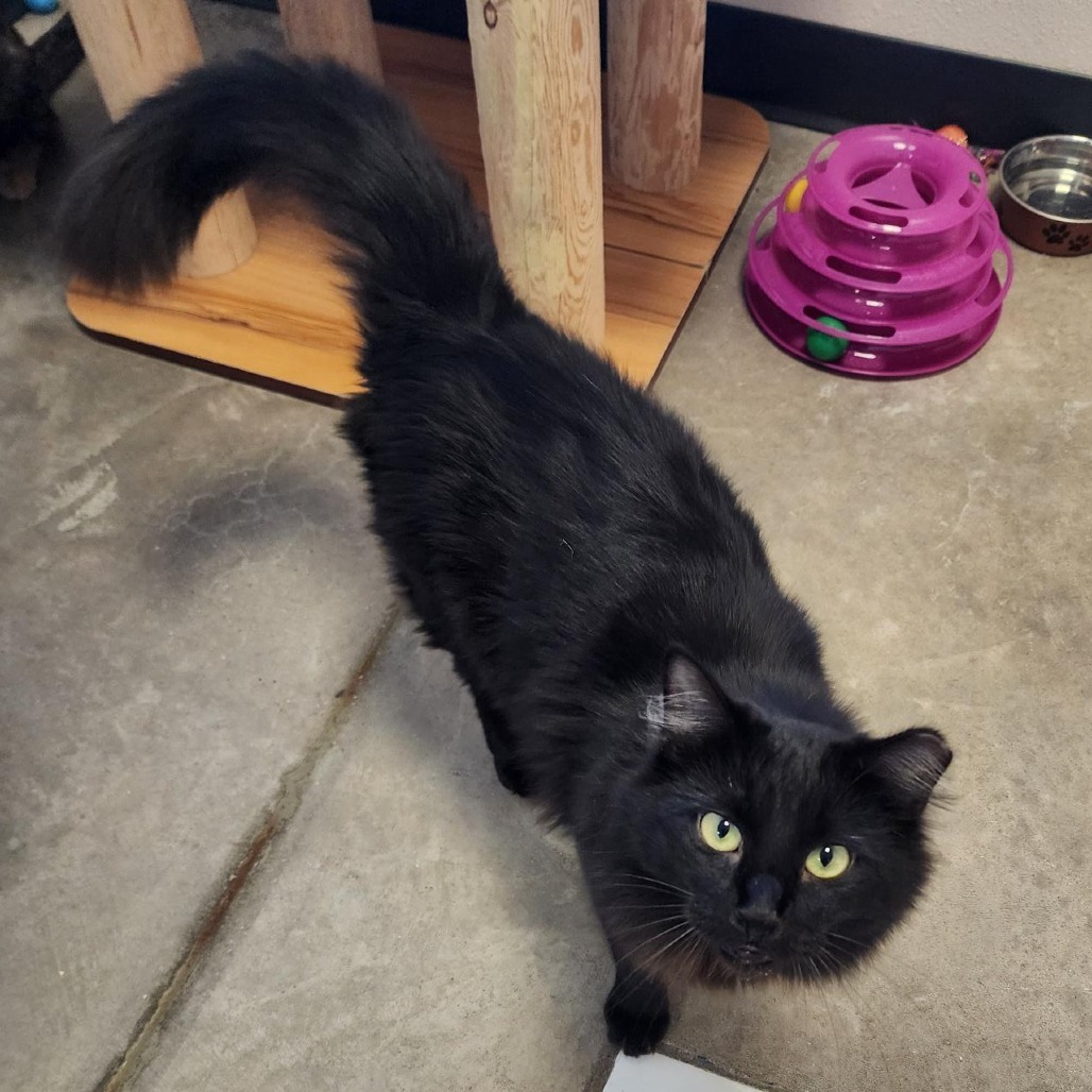 Obsidian, an adoptable American Shorthair in Cody, WY, 82414 | Photo Image 1