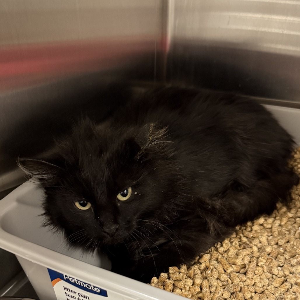 Obsidian, an adoptable American Shorthair in Cody, WY, 82414 | Photo Image 2