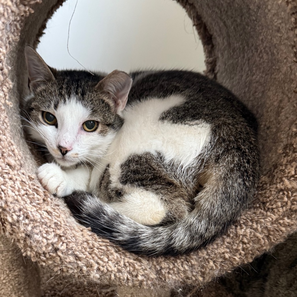 Sand Piper, an adoptable Domestic Short Hair in Thomaston, ME, 04861 | Photo Image 1