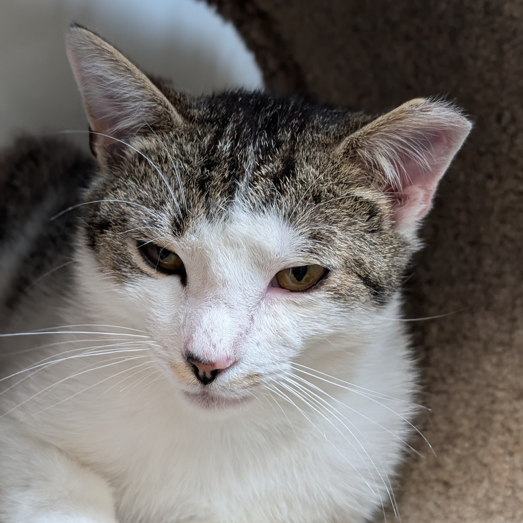 Sand Piper, an adoptable Domestic Short Hair in Thomaston, ME, 04861 | Photo Image 2
