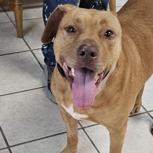 Daffi, Senior Female Mixed Breed
