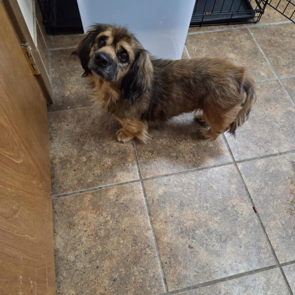 Disney, an adoptable Dachshund, Pekingese in Martinsburg, WV, 25404 | Photo Image 1