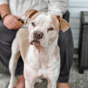 Rufus, Senior Male American Bulldog