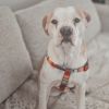Rufus photo 2