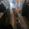 Rufus photo 3
