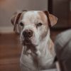 Rufus photo 6