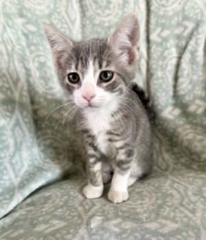Grady, Baby Female Domestic Short Hair