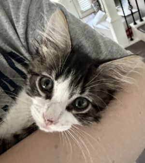 Grace, Baby Female Domestic Short Hair