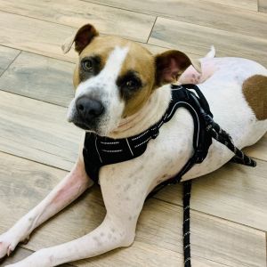 Bailey (In Foster), Adult Male unknown