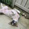 Bailey (In Foster) photo 4