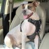 Bailey (In Foster) photo 6
