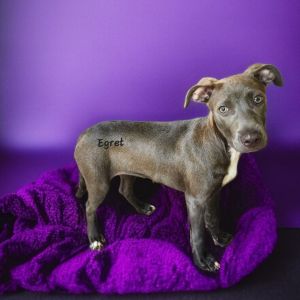 Egret, Baby Female Mixed Breed