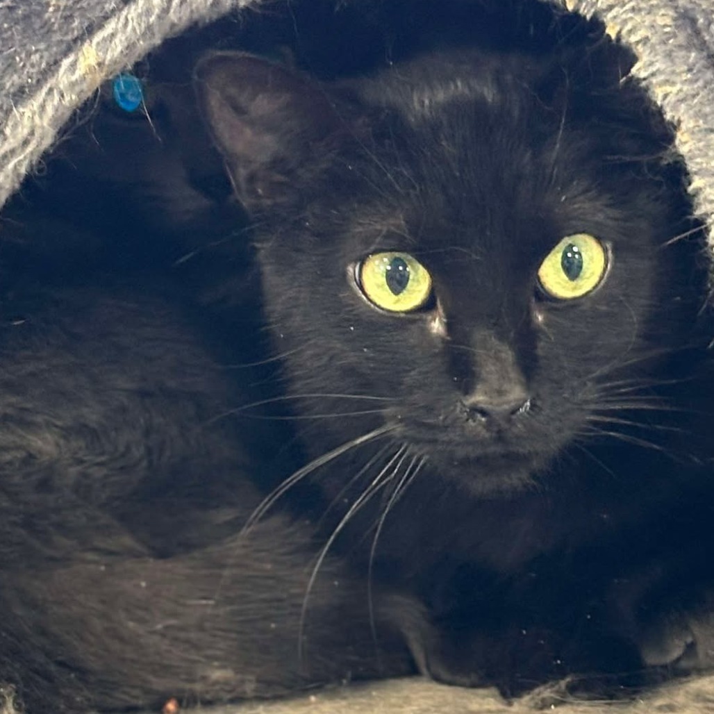 Five, an adoptable Domestic Short Hair in Sheridan, WY, 82801 | Photo Image 1