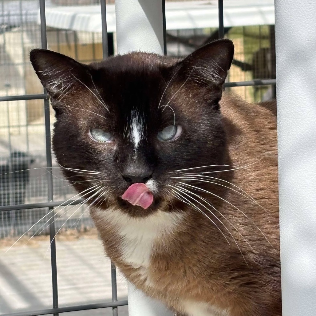 Wrigley, an adoptable Snowshoe, Siamese in Sheridan, WY, 82801 | Photo Image 1