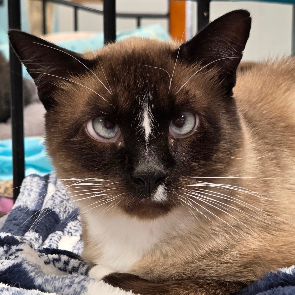 Wrigley, an adoptable Snowshoe, Siamese in Sheridan, WY, 82801 | Photo Image 1