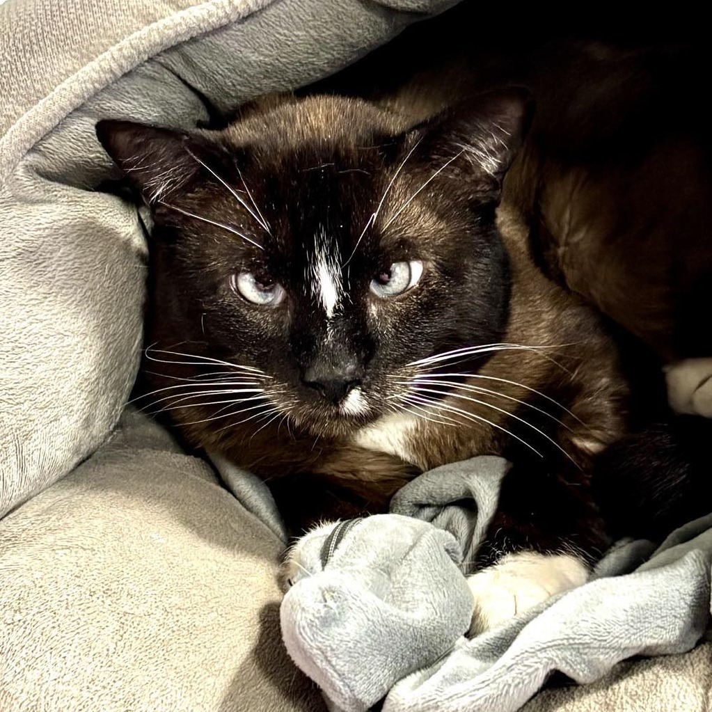 Wrigley, an adoptable Snowshoe, Siamese in Sheridan, WY, 82801 | Photo Image 2