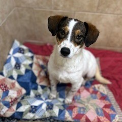 Simon