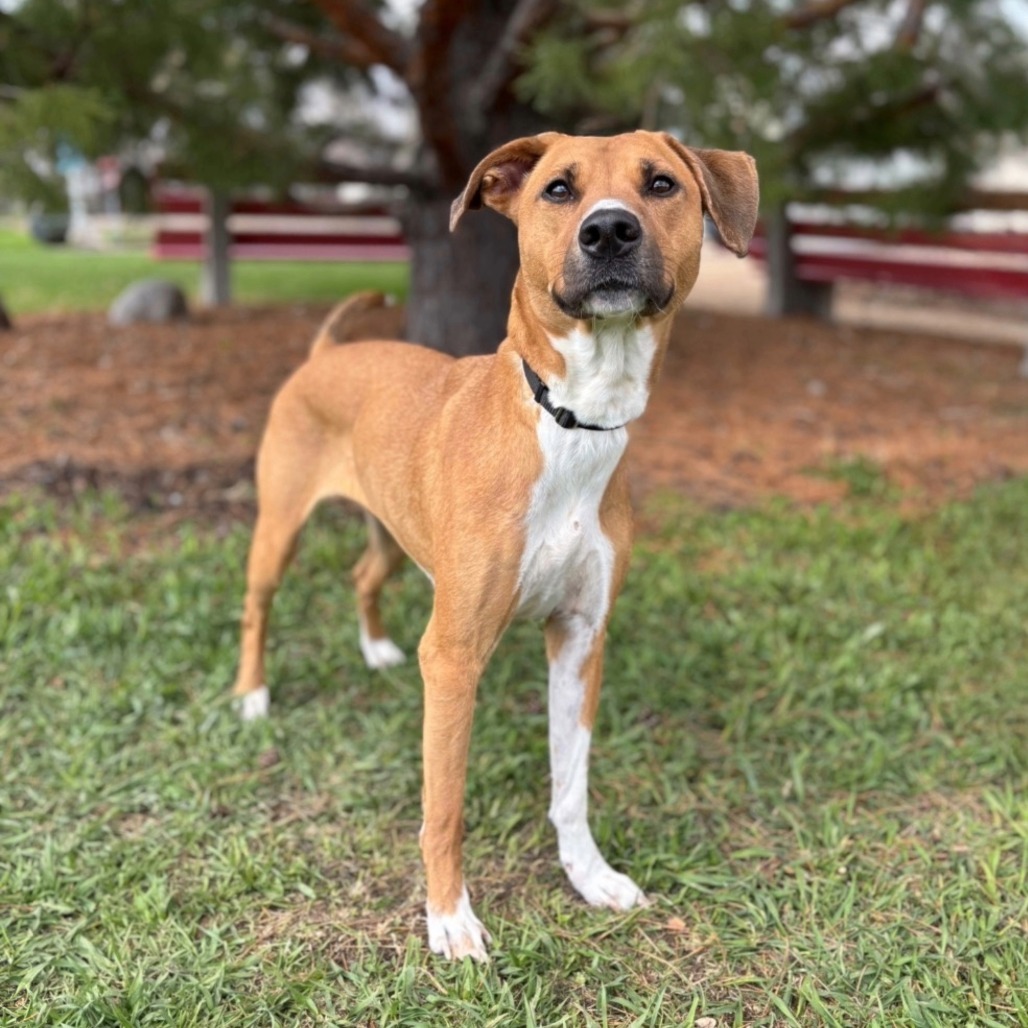 Ginger--In Foster