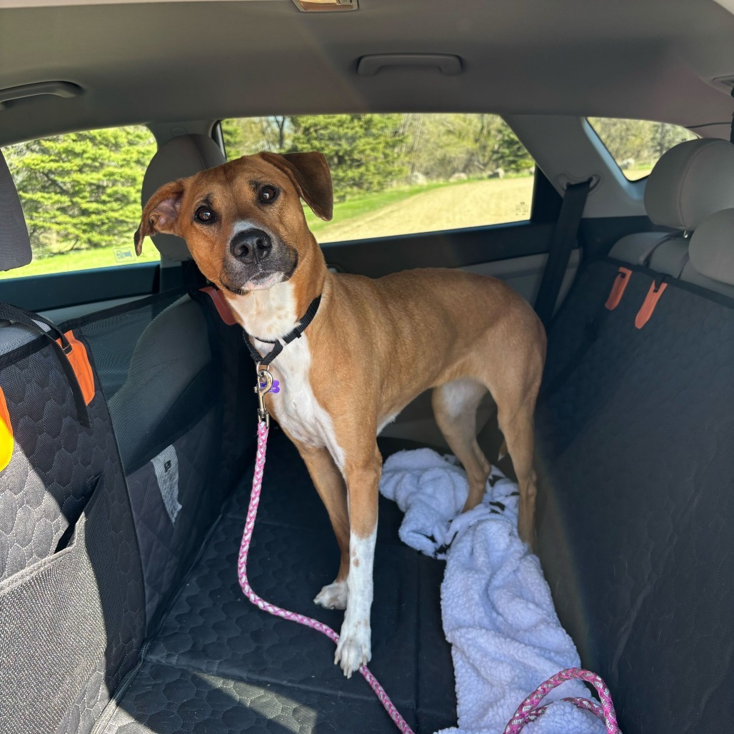 Ginger--In Foster
