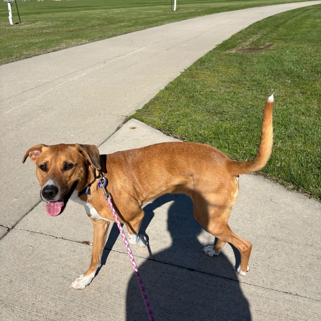 Ginger--In Foster