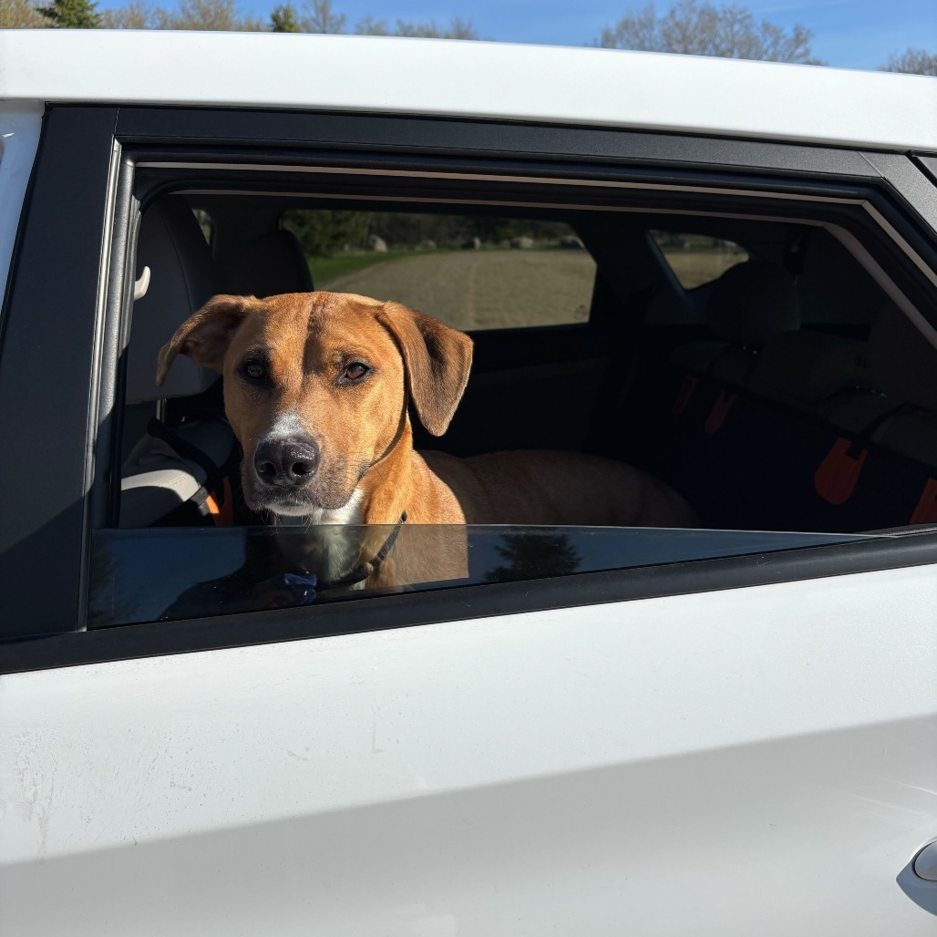 Ginger--In Foster