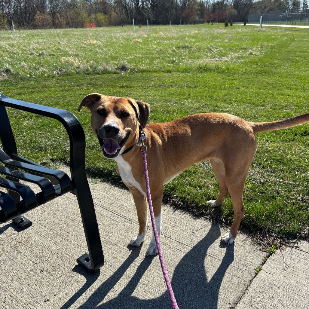 Ginger--In Foster