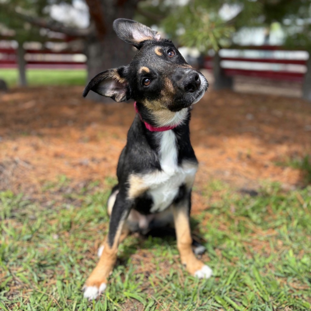 Goose--In Foster