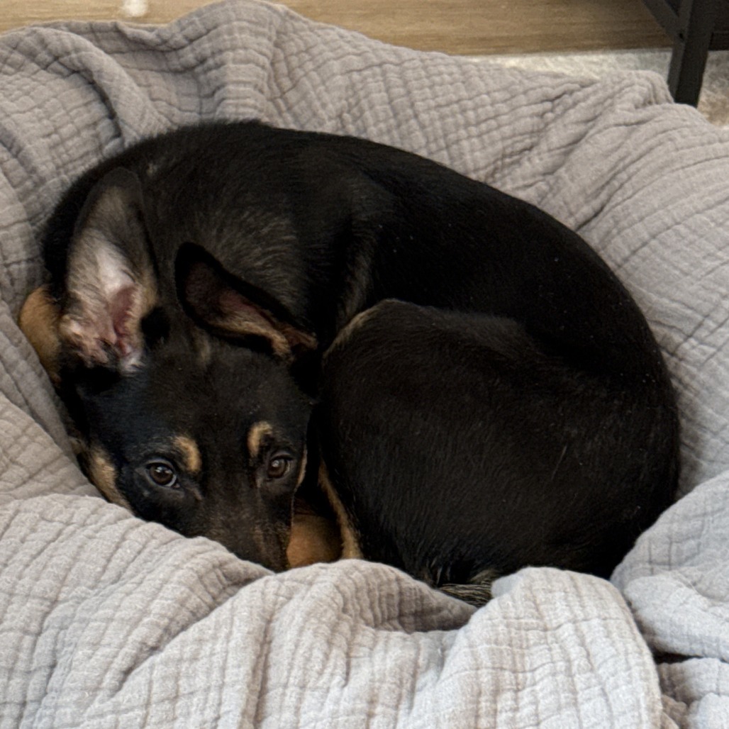 Goose--In Foster