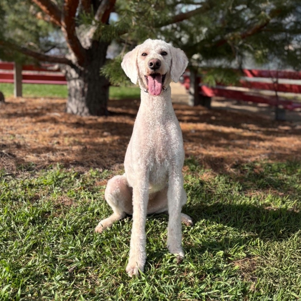 Dally--In Foster