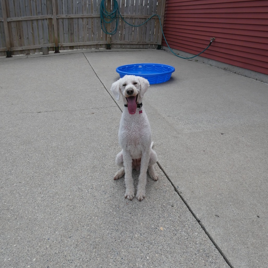 Dally--In Foster
