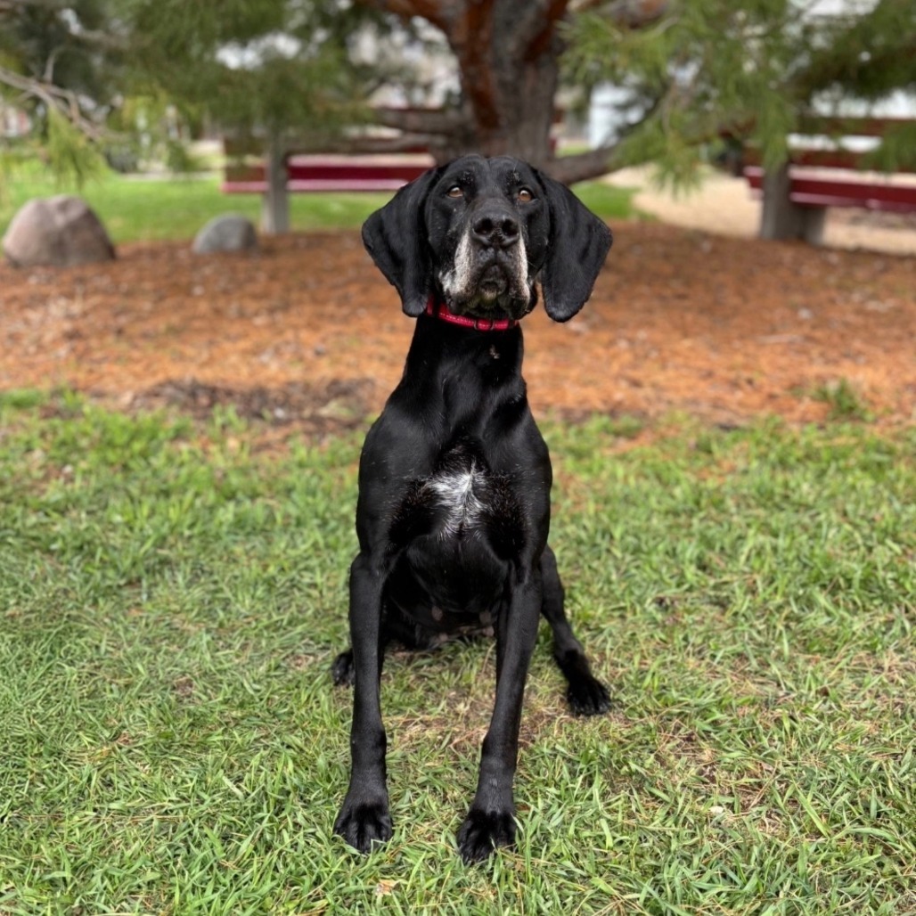Penny--In Foster