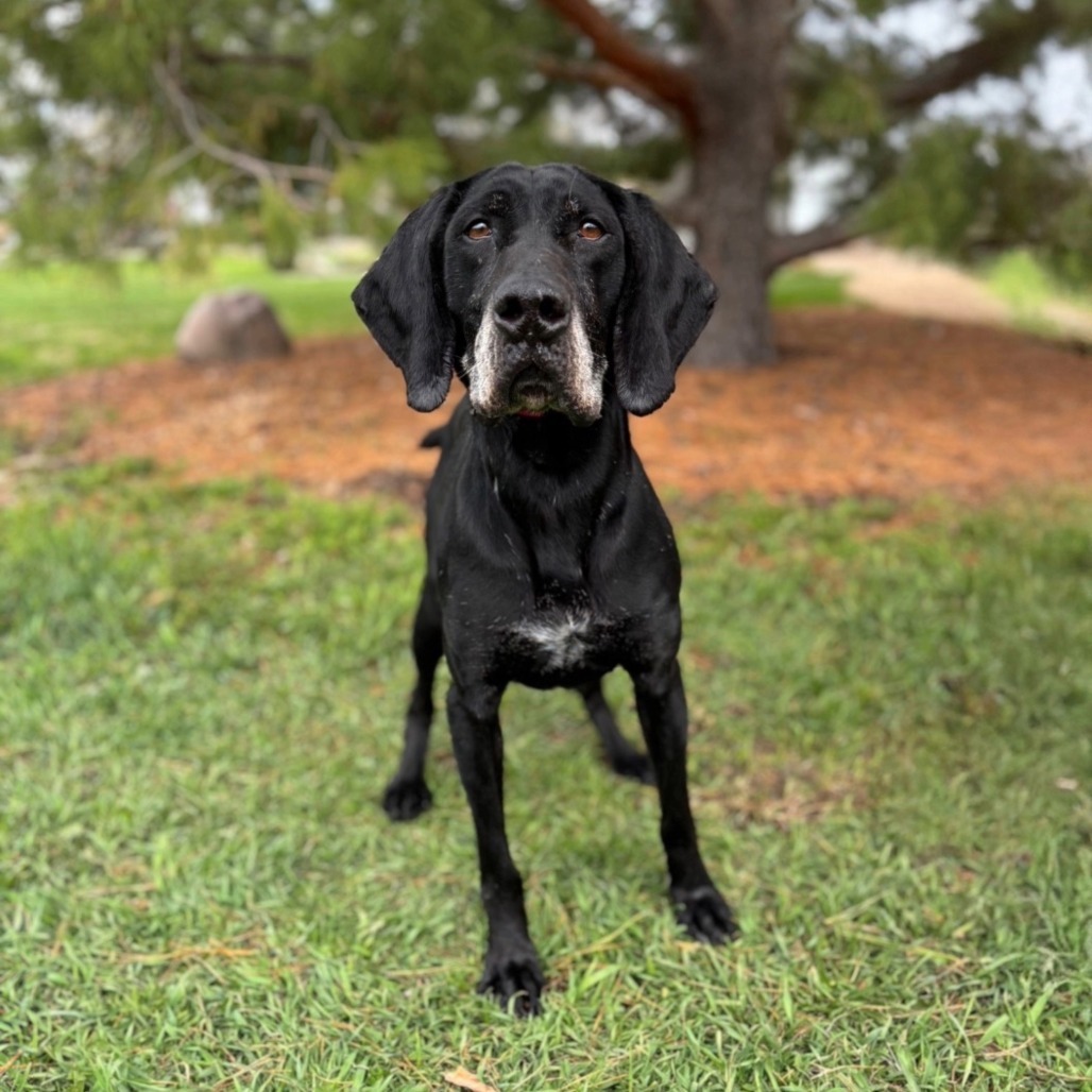 Penny--In Foster