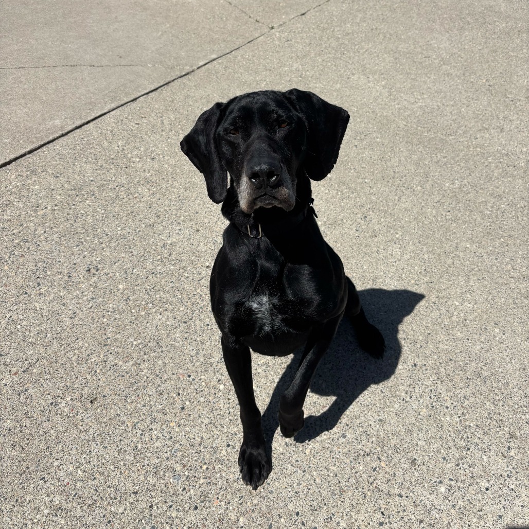 Penny--In Foster