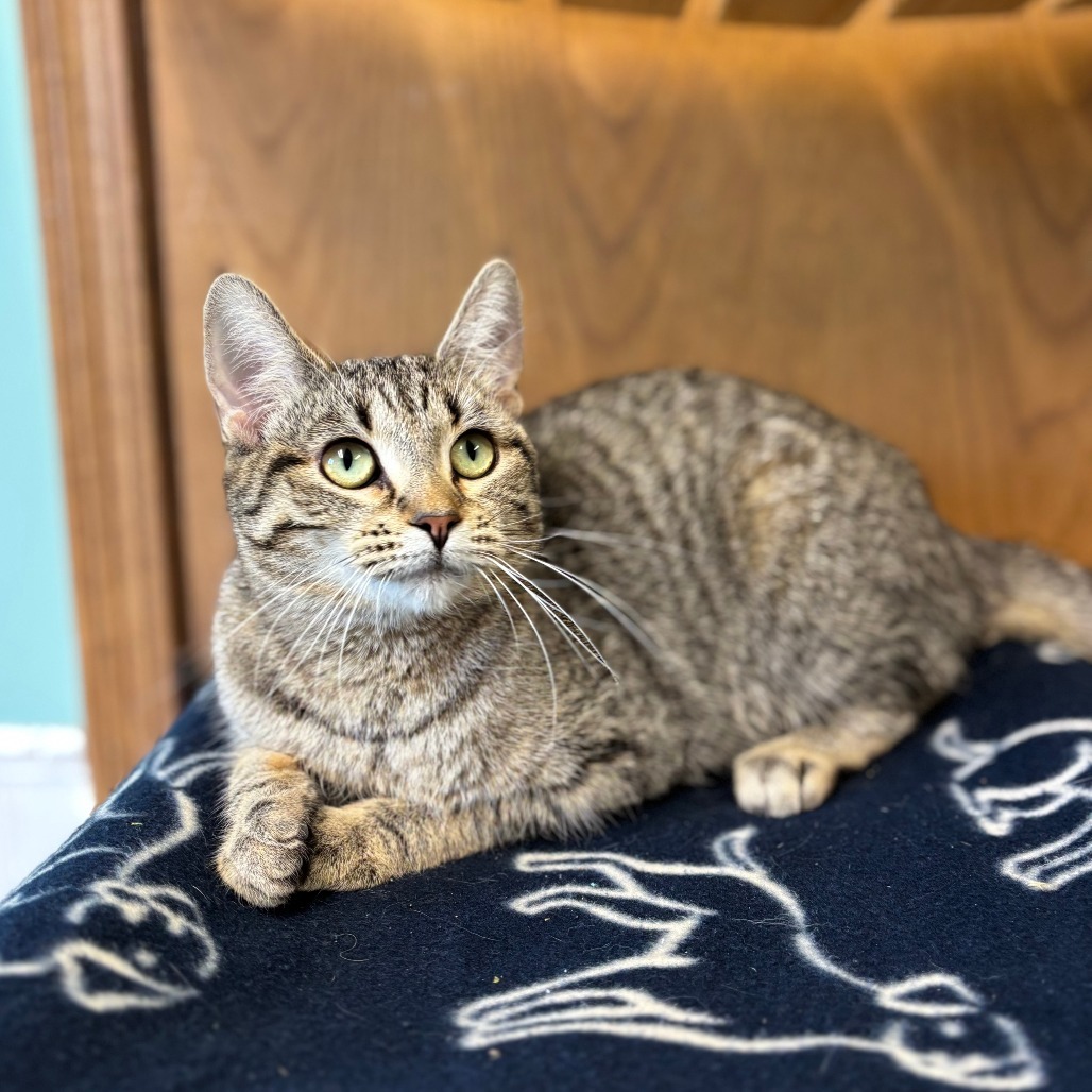Lola--In Foster