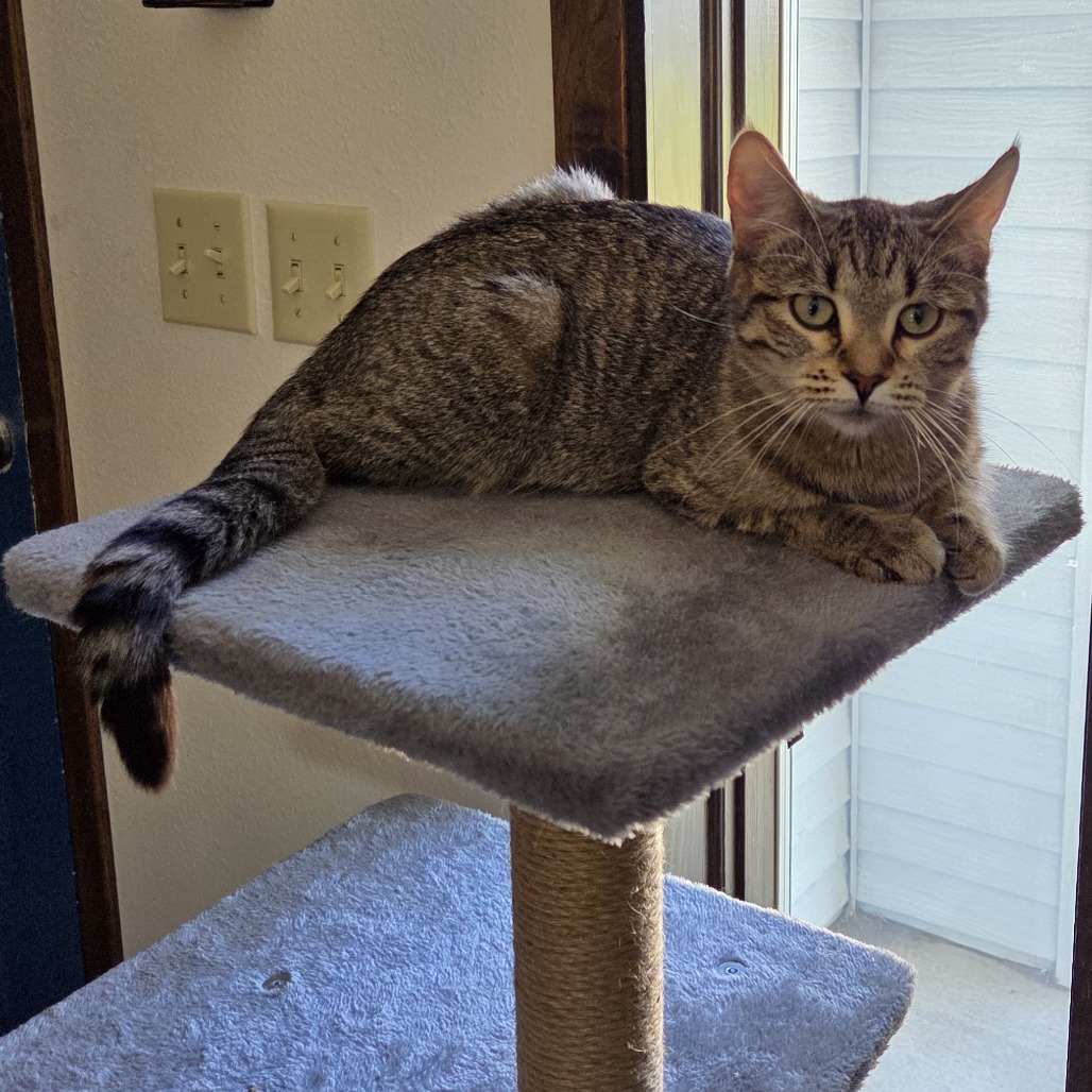 Lola--In Foster, an adoptable Domestic Short Hair in Fargo, ND, 58102 | Photo Image 2