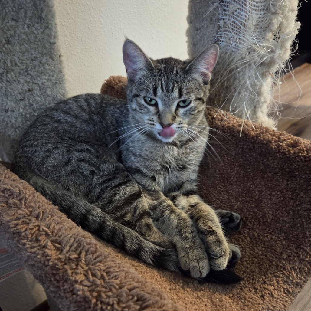 Lola--In Foster