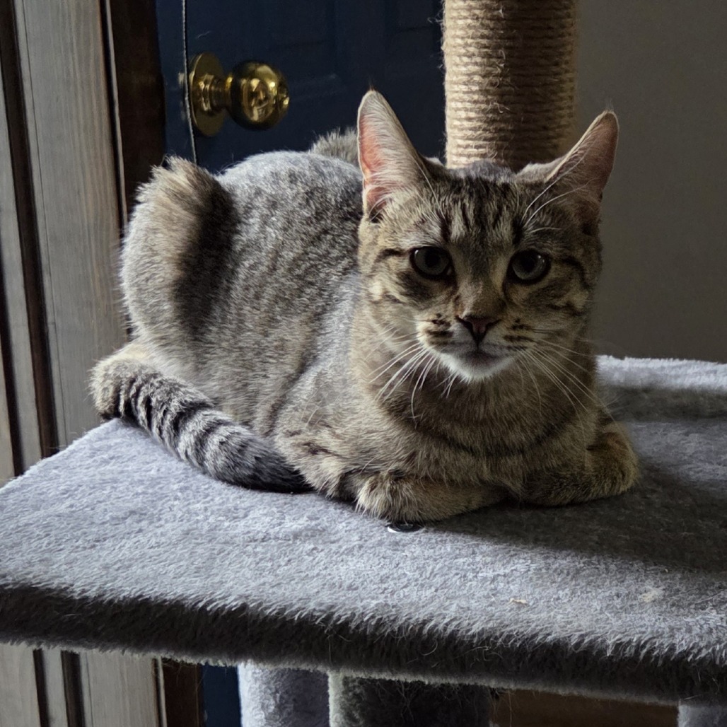 Lola--In Foster