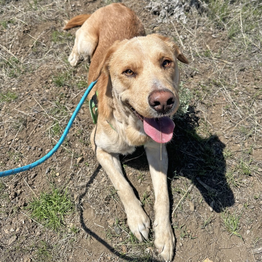 Finley
