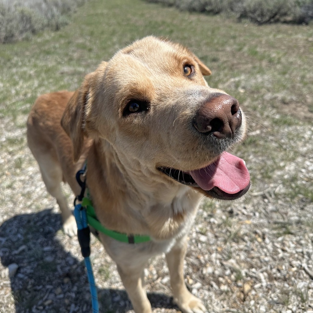 Finley, an adoptable Mixed Breed in Hailey, ID, 83333 | Photo Image 1