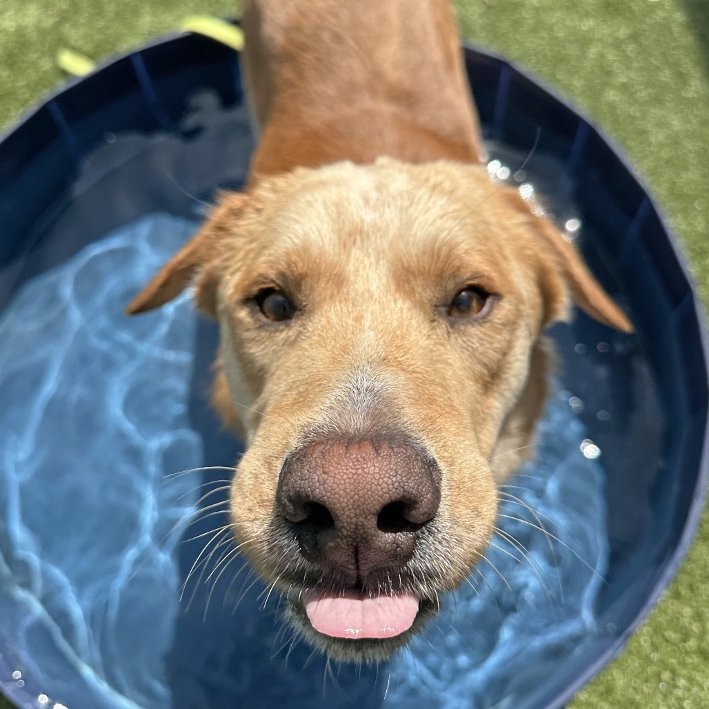 Finley, an adoptable Mixed Breed in Hailey, ID, 83333 | Photo Image 1