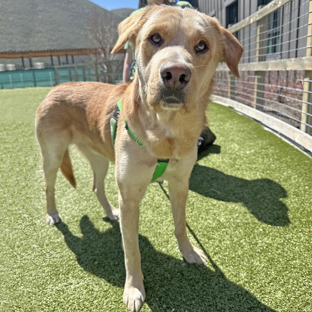 Finley, an adoptable Mixed Breed in Hailey, ID, 83333 | Photo Image 2
