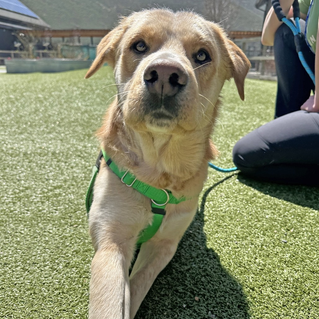 Finley, an adoptable Mixed Breed in Hailey, ID, 83333 | Photo Image 3